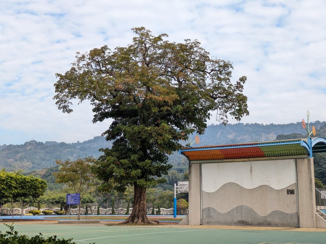 源泉國小操場旁的老樹，背後是二水的青山 An old tree beside the Yuanchyuan playing field, with the green hills of Ershui rising behind it