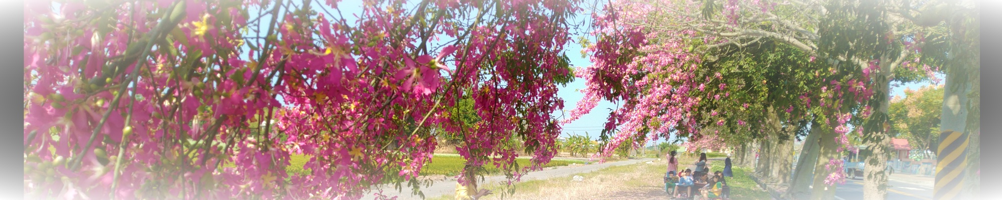 Pink flowering trees lining Yude's campus path · 育德校園的粉紅花樹步道