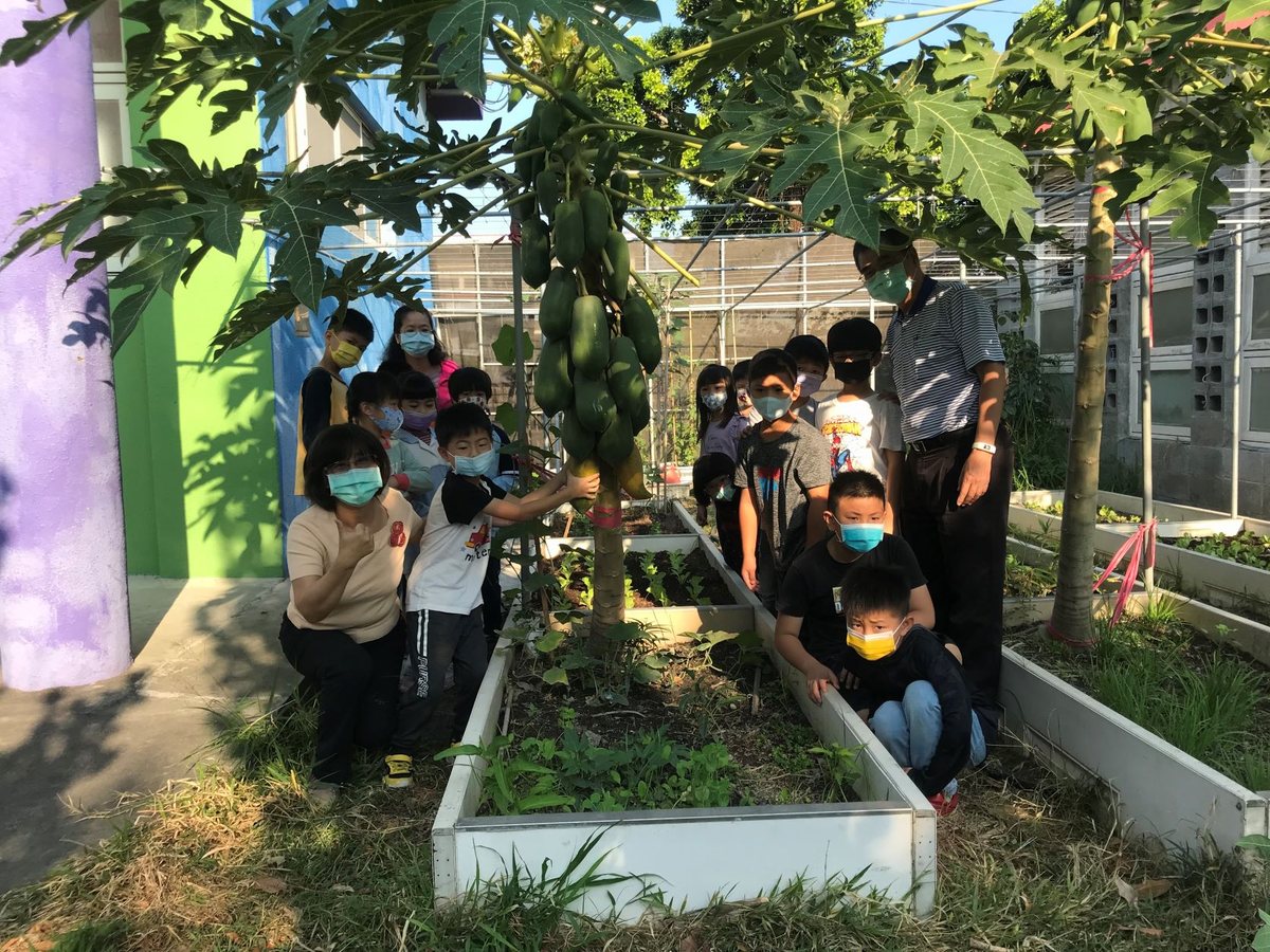 Raised garden beds full of green vegetables at Yushin