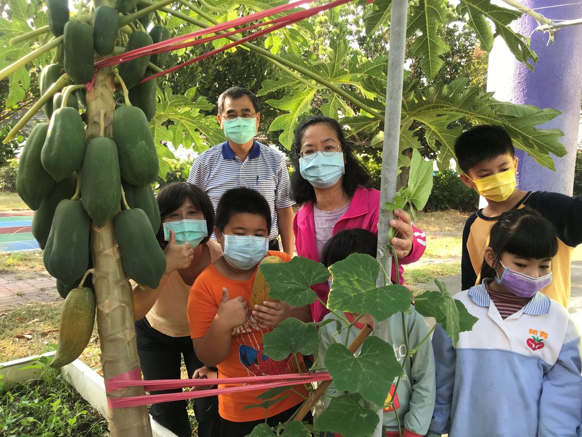 Students harvesting fruit and vegetables in the garden