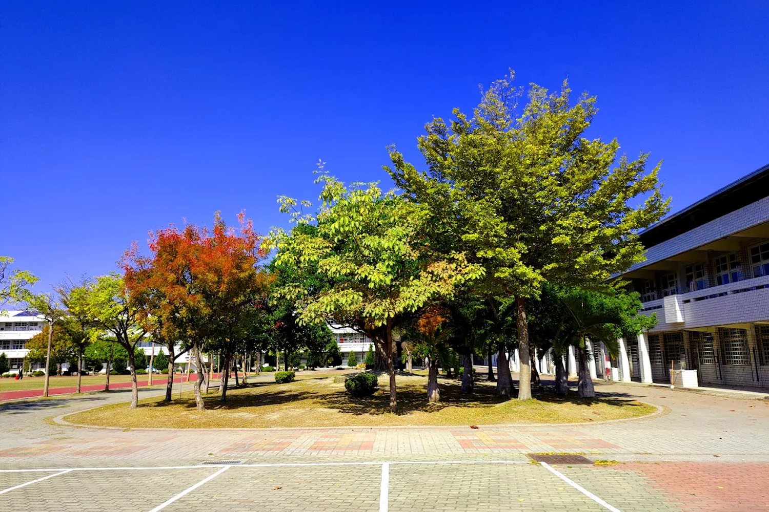 育英國小校園樹景